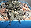 Нажмите на изображение для увеличения.

Название:	Copiapoa dealbata (3).JPG
Просмотров:	523
Размер:	230.0 Кб
ID:	357206