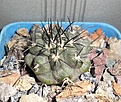 Нажмите на изображение для увеличения.

Название:	Copiapoa fiedliriana.JPG
Просмотров:	522
Размер:	234.3 Кб
ID:	357208