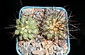 Нажмите на изображение для увеличения.

Название:	Copiapoa haseltoniana (2).JPG
Просмотров:	518
Размер:	202.6 Кб
ID:	357210