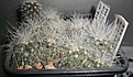 Нажмите на изображение для увеличения.

Название:	Copiapoa krainziana (2).JPG
Просмотров:	496
Размер:	242.3 Кб
ID:	357212