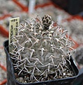 Нажмите на изображение для увеличения.

Название:	gymnocalycium-riojense-ssp-paucispinum.jpg
Просмотров:	699
Размер:	160.7 Кб
ID:	357216
