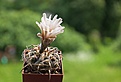 Нажмите на изображение для увеличения.

Название:	gymnocalycium-riojense-ssp-paucispinum_aster.jpg
Просмотров:	672
Размер:	95.7 Кб
ID:	357217
