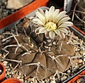 Нажмите на изображение для увеличения.

Название:	gymnocalycium-riojense-guasayanense-gn91-442-415-guasayan.jpg
Просмотров:	670
Размер:	188.7 Кб
ID:	357218