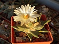 Нажмите на изображение для увеличения.

Название:	Ariocarpus trigonus v.horacekii f.new  GM 140.JPG
Просмотров:	206
Размер:	295.9 Кб
ID:	357220