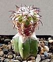 Нажмите на изображение для увеличения.

Название:	Discocactus latispinus HU146 ..jpg
Просмотров:	321
Размер:	248.8 Кб
ID:	357227