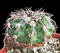 Нажмите на изображение для увеличения.

Название:	Discocactus latispinus HU146.JPG
Просмотров:	324
Размер:	425.7 Кб
ID:	357228