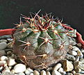Нажмите на изображение для увеличения.

Название:	Discocactus pugionacanthus.JPG
Просмотров:	316
Размер:	497.6 Кб
ID:	357230