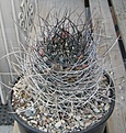 Нажмите на изображение для увеличения.

Название:	Echinopsis melanopotamica Beautiful Flowers Long Spine Cactus.jpg
Просмотров:	649
Размер:	95.1 Кб
ID:	357278