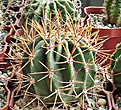 Нажмите на изображение для увеличения.

Название:	Echinopsis leucantha VG1050.jpg
Просмотров:	650
Размер:	449.8 Кб
ID:	357279