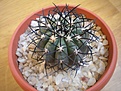 Нажмите на изображение для увеличения.

Название:	Copiapoa lembckei v. magnifica KK1393 Caldera, Chile, 100-200m.JPG
Просмотров:	274
Размер:	109.8 Кб
ID:	357287