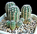 Нажмите на изображение для увеличения.

Название:	Gymnocalycium bruchii.jpg
Просмотров:	866
Размер:	493.6 Кб
ID:	357359