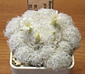 Нажмите на изображение для увеличения.

Название:	Mammillaria_plumosa_ML532_4y.JPG
Просмотров:	143
Размер:	133.1 Кб
ID:	357509