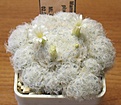 Нажмите на изображение для увеличения.

Название:	Mammillaria_plumosa_ML532_4y.JPG
Просмотров:	132
Размер:	133.1 Кб
ID:	357509