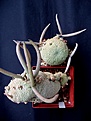 Нажмите на изображение для увеличения.

Название:	seedspods.jpg
Просмотров:	487
Размер:	157.6 Кб
ID:	357517