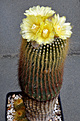 Нажмите на изображение для увеличения.

Название:	Eriocactus leninghausii.jpg
Просмотров:	733
Размер:	173.7 Кб
ID:	357531
