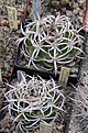 Нажмите на изображение для увеличения.

Название:	gymnocalycium-ferox-sto-498-1.jpg
Просмотров:	1914
Размер:	474.6 Кб
ID:	357572