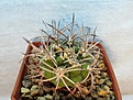 Нажмите на изображение для увеличения.

Название:	gymnocalycium saglionis ssp. tilcarense.jpg
Просмотров:	1271
Размер:	238.1 Кб
ID:	357575