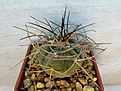 Нажмите на изображение для увеличения.

Название:	Gymnocalycium cardenasianum.jpg
Просмотров:	1642
Размер:	235.3 Кб
ID:	357576
