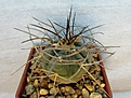 Нажмите на изображение для увеличения.

Название:	Gymnocalycium cardenasianum.jpg
Просмотров:	1298
Размер:	235.3 Кб
ID:	357576