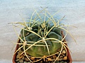 Нажмите на изображение для увеличения.

Название:	Gymnocalycium monvillei.jpg
Просмотров:	1574
Размер:	224.4 Кб
ID:	357577