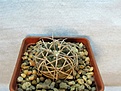Нажмите на изображение для увеличения.

Название:	Gymnocalycium spegazzinii.jpg
Просмотров:	1574
Размер:	278.6 Кб
ID:	357578