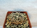 Нажмите на изображение для увеличения.

Название:	Gymnocalycium spegazzinii.jpg
Просмотров:	1263
Размер:	278.6 Кб
ID:	357578