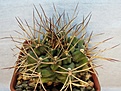 Нажмите на изображение для увеличения.

Название:	Gymnocalycium pungens.jpg
Просмотров:	1666
Размер:	237.4 Кб
ID:	357579
