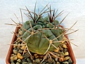 Нажмите на изображение для увеличения.

Название:	Gymnocalycium tillianum.jpg
Просмотров:	1664
Размер:	212.7 Кб
ID:	357580