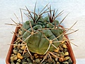 Нажмите на изображение для увеличения.

Название:	Gymnocalycium tillianum.jpg
Просмотров:	1352
Размер:	212.7 Кб
ID:	357580