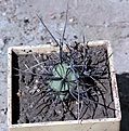Нажмите на изображение для увеличения.

Название:	Tephrocactus geometricus JS230_6.15.JPG
Просмотров:	1108
Размер:	125.6 Кб
ID:	357582