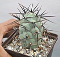 Нажмите на изображение для увеличения.

Название:	Tephrocactus_alexanderi_fiambalensis_Chehiya.jpg
Просмотров:	911
Размер:	47.1 Кб
ID:	357583