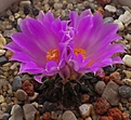 Нажмите на изображение для увеличения.

Название:	Ariocarpus_kotschoubeyanus_.jpg
Просмотров:	198
Размер:	181.0 Кб
ID:	357607