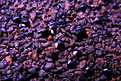 Нажмите на изображение для увеличения.

Название:	семена Toumeya papyracantha. — копия.jpg
Просмотров:	646
Размер:	225.6 Кб
ID:	357643