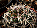 Нажмите на изображение для увеличения.

Название:	Gymnocalycium_achirasenseVG716.jpg
Просмотров:	1581
Размер:	249.6 Кб
ID:	357729