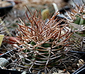 Нажмите на изображение для увеличения.

Название:	Gymnocalycium_coloradense_VG401.jpg
Просмотров:	1258
Размер:	224.7 Кб
ID:	357730