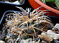 Нажмите на изображение для увеличения.

Название:	Gymnocalycium_spegazzinii_v,major_VS118.jpg
Просмотров:	1284
Размер:	224.4 Кб
ID:	357731