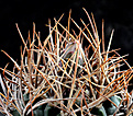 Нажмите на изображение для увеличения.

Название:	Gymnocalycium_polycephalum_VG210a.jpg
Просмотров:	1568
Размер:	221.3 Кб
ID:	357732