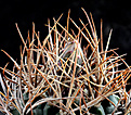 Нажмите на изображение для увеличения.

Название:	Gymnocalycium_polycephalum_VG210a.jpg
Просмотров:	1265
Размер:	221.3 Кб
ID:	357732