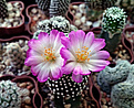 Нажмите на изображение для увеличения.

Название:	Mammillaria luethyi.jpg
Просмотров:	188
Размер:	194.9 Кб
ID:	357801