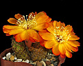 Нажмите на изображение для увеличения.

Название:	Sulcorebutia tarabucoensis v.aureiflora.jpg
Просмотров:	486
Размер:	379.3 Кб
ID:	357830