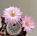 Нажмите на изображение для увеличения.

Название:	Rebutia narvaecensis.jpg
Просмотров:	513
Размер:	328.2 Кб
ID:	357831