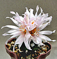 Нажмите на изображение для увеличения.

Название:	Turbinicarpus lophophoroides.jpg
Просмотров:	541
Размер:	228.1 Кб
ID:	357834