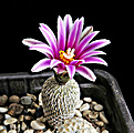 Нажмите на изображение для увеличения.

Название:	Turbinicarpus pseudopectinatus.jpg
Просмотров:	510
Размер:	466.0 Кб
ID:	357835