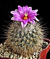 Нажмите на изображение для увеличения.

Название:	Turbinicarpus beguinii v. senilis.JPG
Просмотров:	410
Размер:	311.1 Кб
ID:	357836