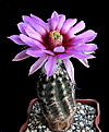 Нажмите на изображение для увеличения.

Название:	Echinocereus melanocentrus.JPG
Просмотров:	498
Размер:	221.5 Кб
ID:	357839