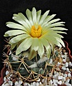 Нажмите на изображение для увеличения.

Название:	Coryphantha bumamma1.jpg
Просмотров:	513
Размер:	437.3 Кб
ID:	357840