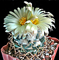 Нажмите на изображение для увеличения.

Название:	Coryphantha bumamma.JPG
Просмотров:	499
Размер:	153.1 Кб
ID:	357841