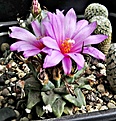 Нажмите на изображение для увеличения.

Название:	Turbinicarpus alonsoi.jpg
Просмотров:	525
Размер:	455.6 Кб
ID:	357842