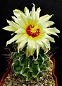Нажмите на изображение для увеличения.

Название:	Hamatocactus_setispinus.jpg
Просмотров:	484
Размер:	297.8 Кб
ID:	357843
