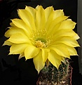 Нажмите на изображение для увеличения.

Название:	Echinopsis Hybrid 1.jpg
Просмотров:	411
Размер:	397.2 Кб
ID:	357846